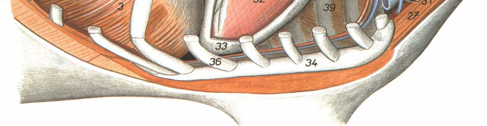 6- TRAQUÉIA tubo flexível membranoso e cartilaginoso divisões: -