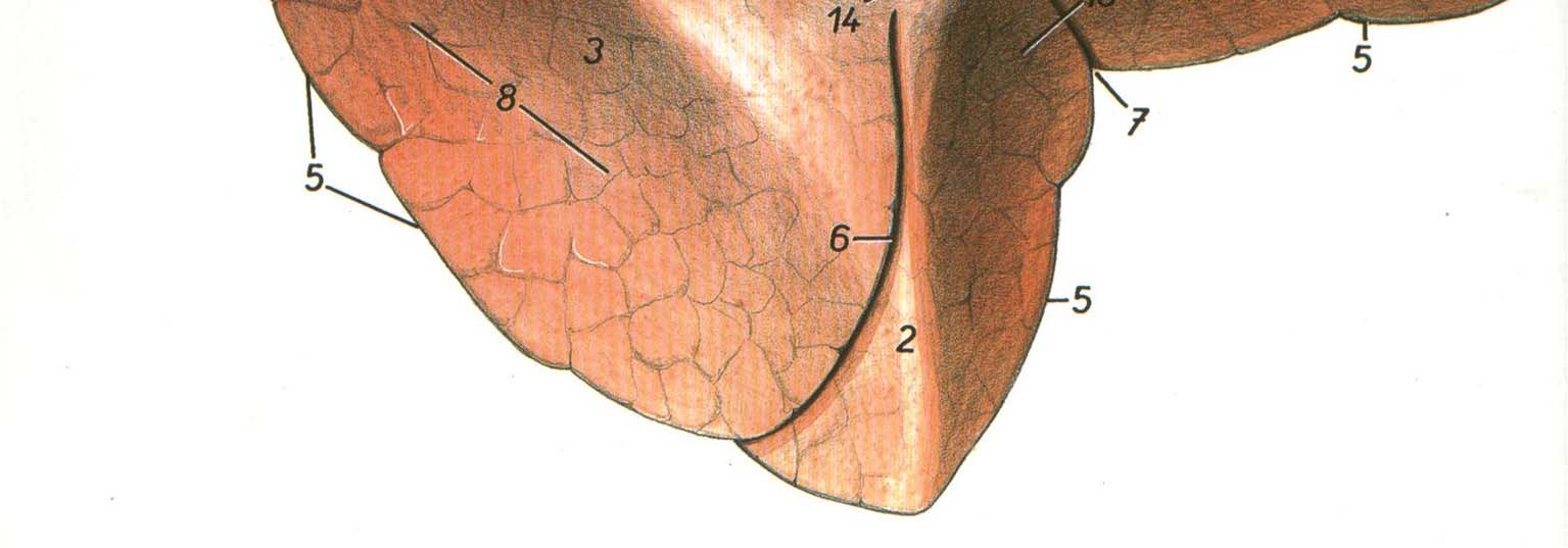 9- PULMÃO aspectos descritivos Hilo