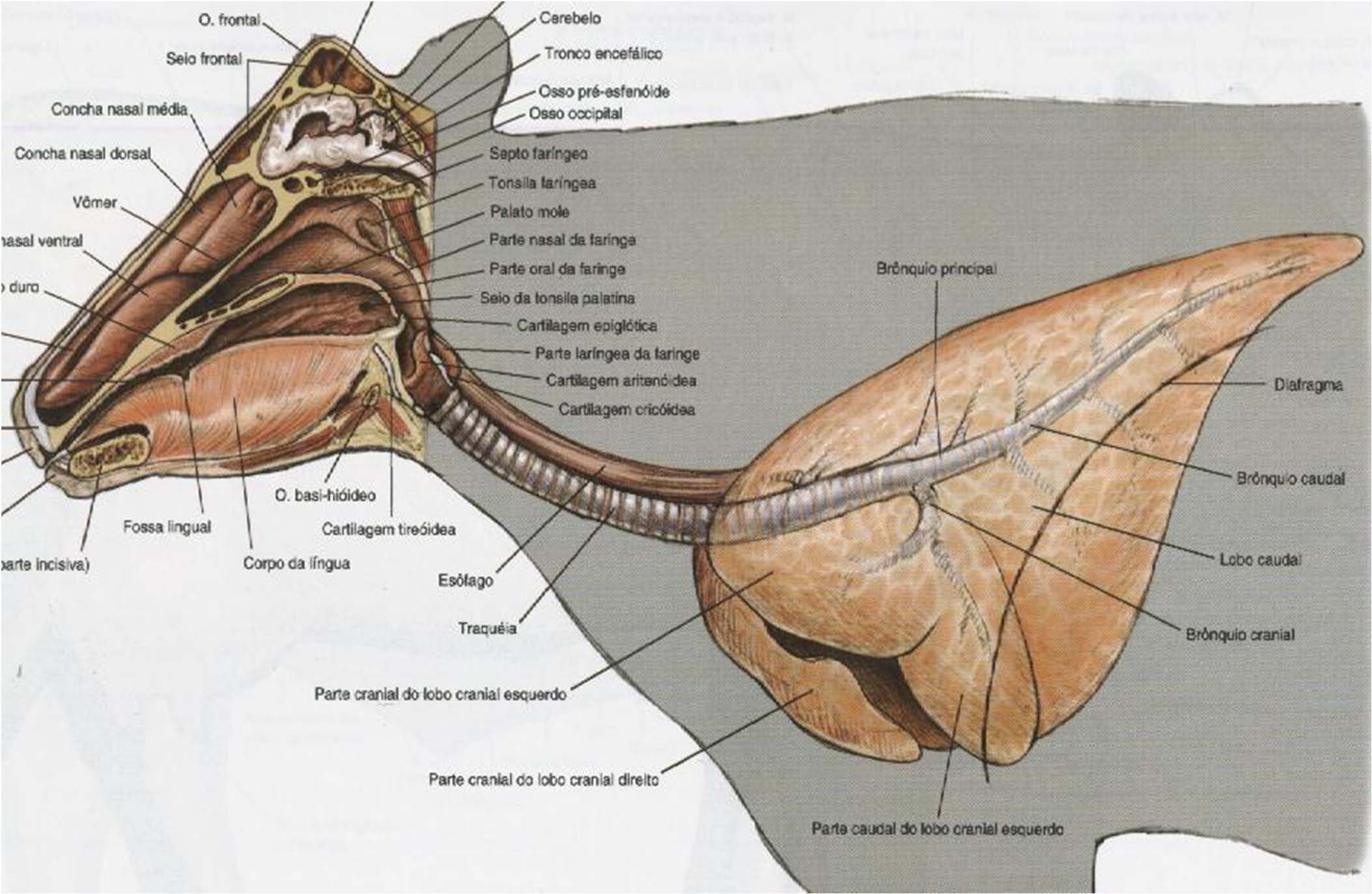 2.3 Vias aéreas craniais 2- ÓRGÃOS 1 2 3 4 1 Nariz