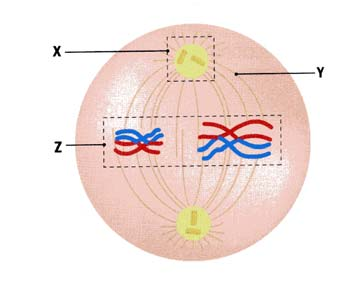 D. DNA, pré mrna, mrna, polipéptido e ribossoma. 2.3. Os processos A, B e C são respectivamente: A. Processamento, Transcrição e Tradução. B. Processamento, Tradução e Transcrição. C. Transcrição, Processamento e Tradução.