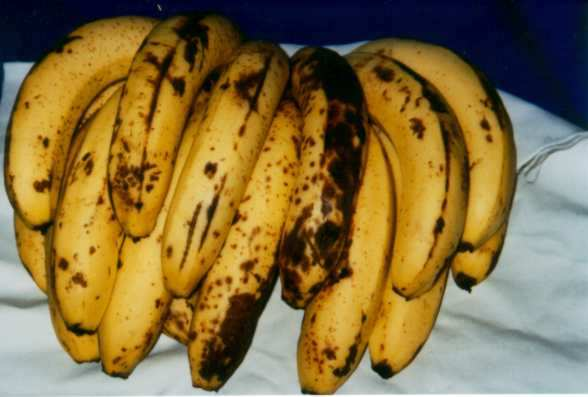 Dentre as diversas doenças que afetam a cultura da bananeira em Rondônia, destacam-se aquelas causadas por fungos fitopatogênicos, que assumem maior importância devido a grande capacidade desses