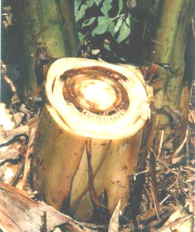 O Centro Nacional de Pesquisa de Mandioca e Fruticultura da Embrapa, prevendo a introdução futura da sigatoka-negra, desde 1982 vem desenvolvendo o Programa de Melhoramento Genético de Banana,