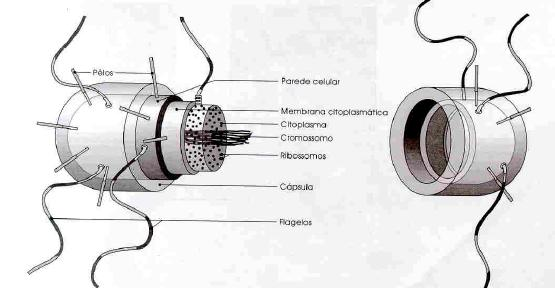 Características básicas dos procariontes: CITOLOGIA BACTERIANA Ausência de compartimentos dentro da célula - metabólitos dispersos no citoplasma; Ausência de núcleo verdadeiro - cromossomo