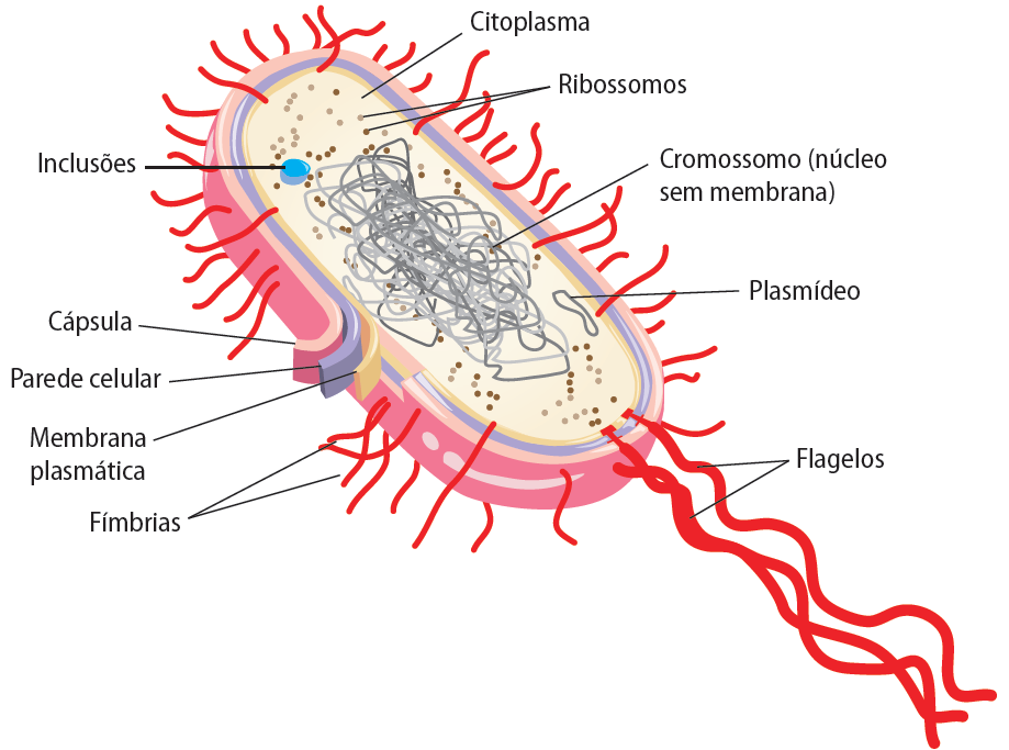 CITOLOGIA BACTERIANA Pili /