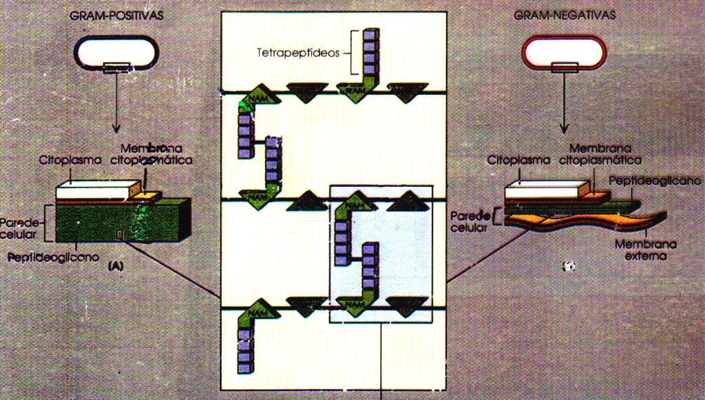 Parede Celular Estruturas Internas dos Procariotos Estrutura rígida que recobre a membrana citoplasmática e dá forma às células, além de proteção, mantendo a pressão osmótica intrabacteriana e