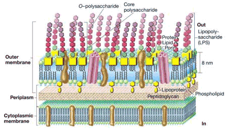 Parede Celular Devido as propriedades da parede celular, as bactérias podem ser divididas em dois grandes grupos: GRAM POSITIVAS e GRAM NEGATIVAS, de acordo com a sua