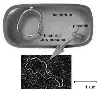 Área nuclear Nucleóide: cromossomo bacteriano, constituído por uma única molécula dupla fita circular de DNA não delimitado por membrana nuclear e sem a presença de histonas.