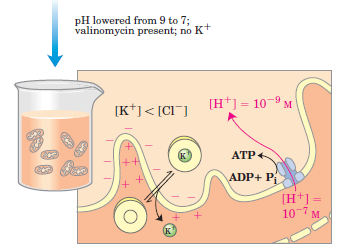 Síntese artificial de ATP Em mitocôndrias isoladas Valinomicina Sem compostos para fornecer e para a CTE 1º meio isotônico, KCl e ph 9 até o equilíbrio entre matriz e espaço intermembrana 2º redução