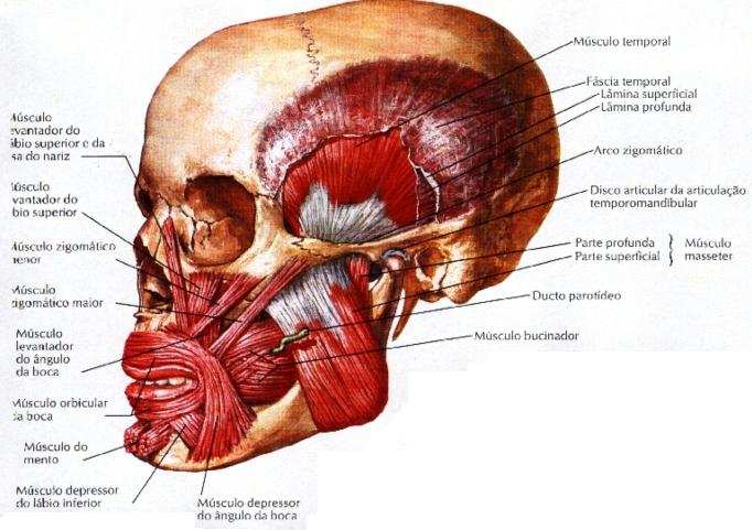 Figura 4 Músculos da mastigação Fonte: Netter (2000, p.48).