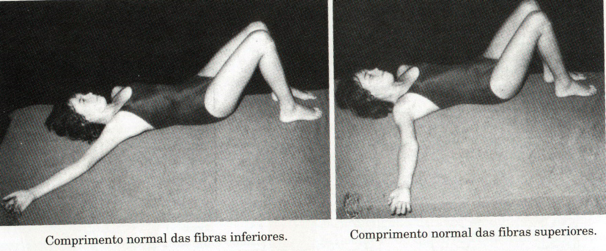 Testes de comprimento muscular A finalidade da avaliação do comprimento muscular (flexibilidade) consiste em determinar se a ADM que ocorre em uma articulação é limitada ou excessiva em virtude das