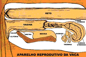 Reciclagem em Inseminação artificial de bovinos 15 Figura 1. Aparelho reprodutivo da vaca. Fonte: Central de Inseminação Artificial, lagoa da Serra (1998) 6.