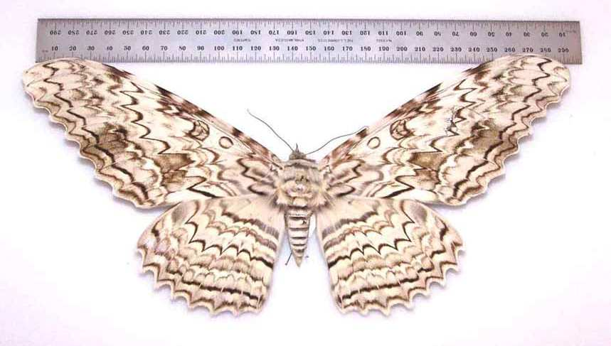 Superfamília Noctuoidea Família Noctuidae mariposas pequena a muito grande antenas geralmente filiformes hábitos diversificados -Spodoptera frugiperda lagarta-do-cartucho - Agrotis sp.