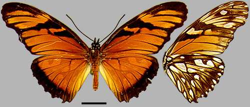 Superfamília Papilionoidea Família Nymphalidae Subfamília Morphinae borboletas grandes asas azuis metálicos valor ornamental - Sem importância agrícola