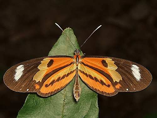 Superfamília Papilionoidea Família Nymphalidae Subfamília Danainae borboletas médias crisálidas