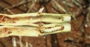Desenvolvimento: PUPA: Fixas presas pela extremidade posterior Nuas geralmente no chão Em casulos produz uma cápsula Fixas Nuas Casulos Bicho-da-seda Superfamília