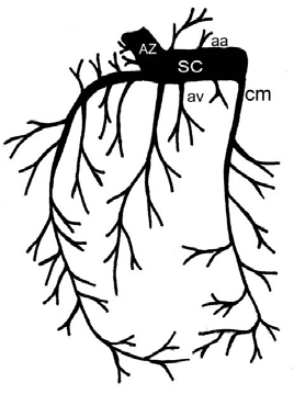 Figura 1 Representação esquemática do seio coronário (SC) de ovinos, ao qual afluem veias de origem atrial (aa) e de origem ventricular (av), dentre as quais se destaca a veia cardíaca média (cm).