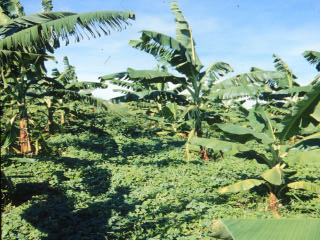 4 Contribuição da Cobertura Viva de Solo com Leguminosas Herbáceas Perenes no 2º Ciclo de Produção de Bananeiras Cultivar Nanicão (vegetação espontânea, sem adubação nitrogenada), foram menores do