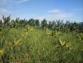 Contribuição da Cobertura Viva de Solo com Leguminosas Herbáceas Perenes no 2º Ciclo de Produção de Bananeiras Cultivar Nanicão 5 roçada não é uma prática imprescindível, todavia permite aumentar a