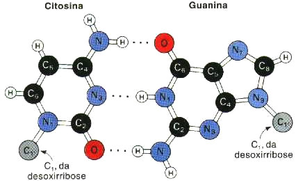 78 A figura 3.20 mostra as ligações Timina Adenina e Citosina- Guanina. Figura 3.
