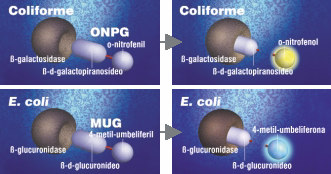 132 4.4.2 Descrição do método Colilert - A avaliação da concentração de coliformes totais e fecais. O método detecta coliformes totais e E. coli, simultaneamente, em 24 horas ou menos.