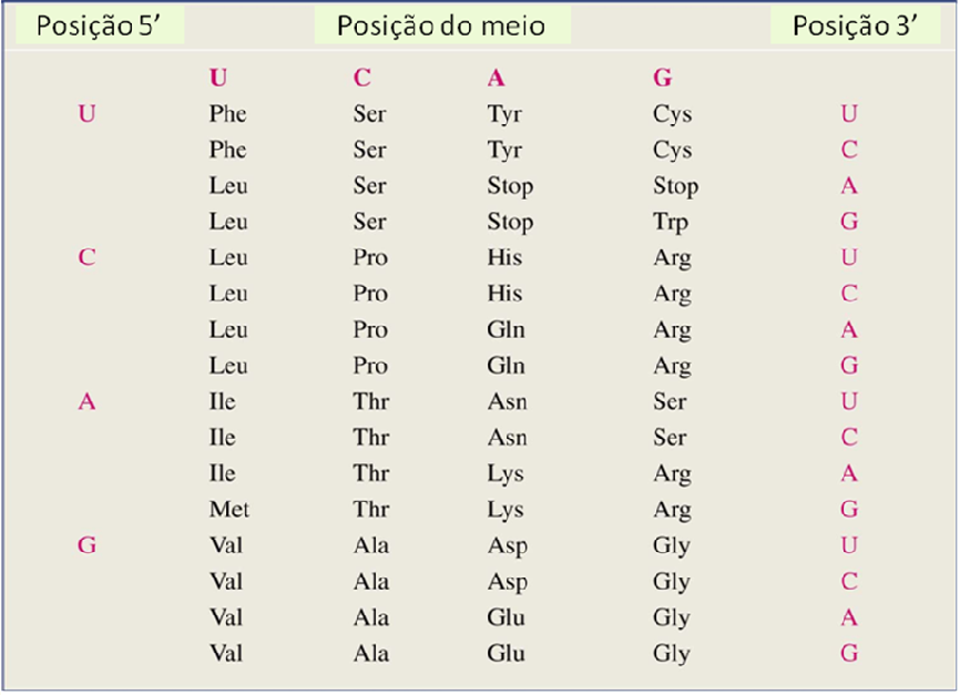 Química de Biomoléculas aminoácidos e sim interrompem a síntese de peptídeos ou proteínas. Essas seqüências são tabeladas no código genético mostrado na tabela.