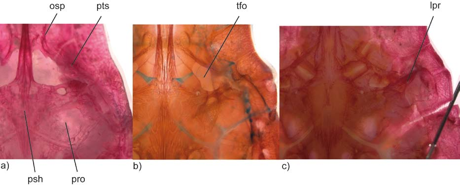 Figure 9. Lateral ethmoid in ventral view. a) Hoplosternum littorale (MCP 14601, 52.4 mm SL), b) Corydoras elegans (MCP 23226, 37.0 mm SL). Abbreviations: for = foramen, vpr = ventral process.