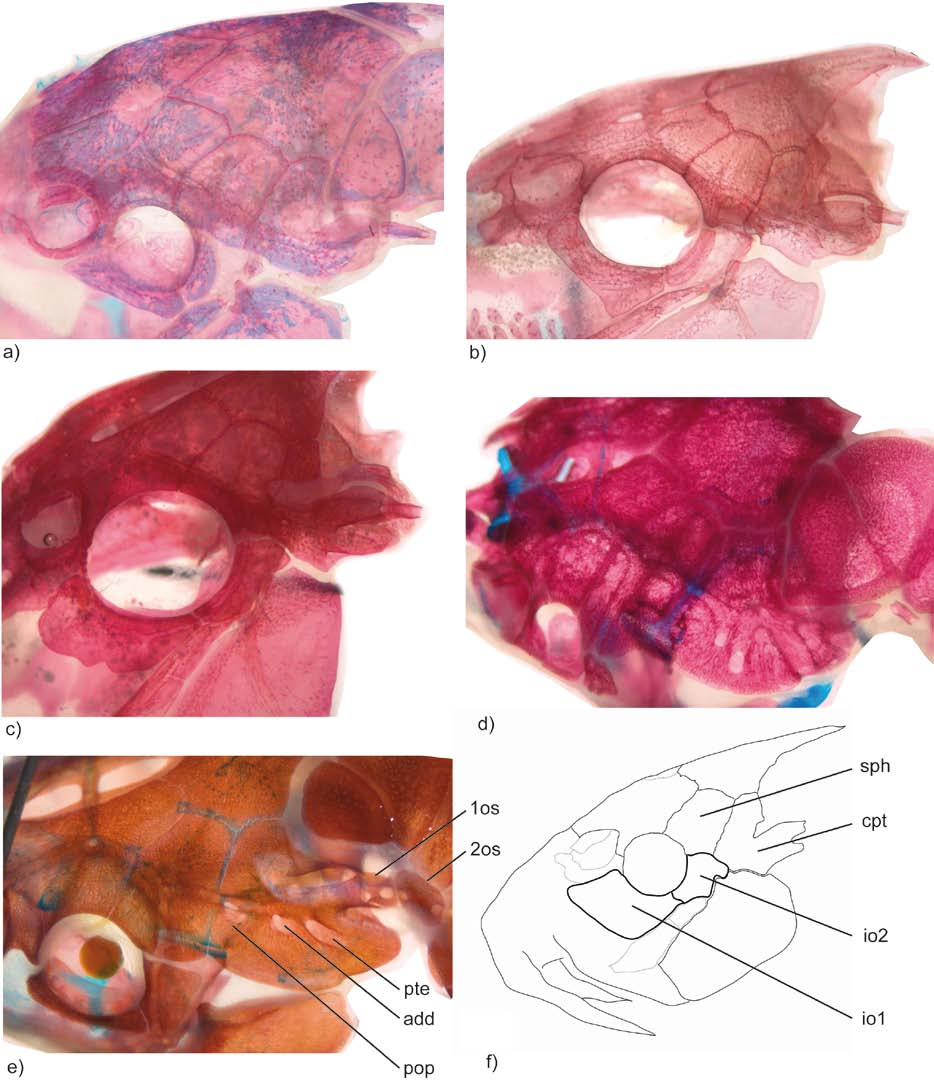 Figure 11. Lateral view of the head. a) Aspidoras albater (UFRGS 11248, 30.6 mm SL), b) Scleromystax barbatus (MCP 12180, 43.9 mm SL), c) Corydoras stenocephalus (MCP 28805, 59.