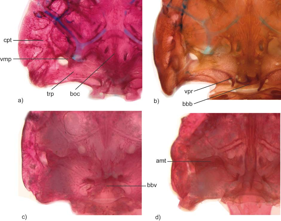 Figure 12. Posterior portion of the cranium in ventral view. a) Callichthys callichthys (MCP 7026, 54.1 mm SL), b) Hoplosternum littorale (MCP 14601, 52.4 mm SL), c) Corydoras elegans (MCP 23226, 37.