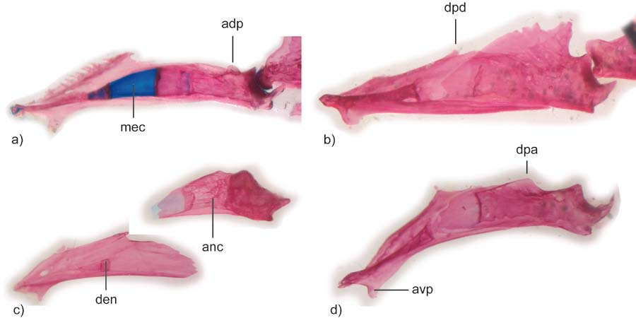 Figure 13. Autopalatine, premaxilla, and maxilla. a) Corydoras stenocephalus (MCP 28805, 59.2 mm SL), b) Hoplosternum littorale (MCP 14601, 52.4 mm SL). c) Callichthys callichthys (MCP 7026, 54.