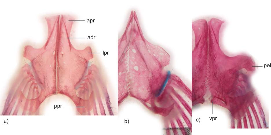 Figure 19. Pelvic girdle in dorsal view. a) Scleromystax barbatus (MCP 12180, 43.9 mm SL), c) Callichthys callichthys (MCP 7026, 54.1 mm SL), c) Corydoras nattereri (MCP 14980, 46.8 mm SL).