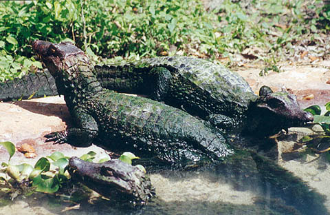 Em trabalho realizado no lago formado pela UHE Lajeado -TO, foram observados 659 animais, sendo 39,3% identificados como C. crocodilus e 15,5% de P. palpebrosus 15,48%.