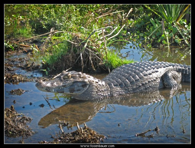 Figura 04 Exemplar adulto de Caiman yacare (Jacaré-do-pantanal).