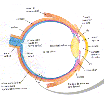 Consideramos serem cores reais aquelas percebidas quando o objeto é visto sob a luz do Sol, pois é a ela que nossos olhos vêm se adaptando há milhares de anos.