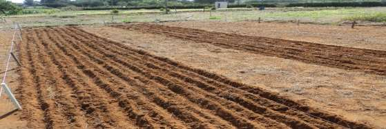 A semeadura foi realizada manualmente, com o auxílio de uma picareta. Os sucos foram abertos a uma profundidade de 3 cm. A adubação de plantio foi feita com 300 kg ha-1 de 08-28-16.