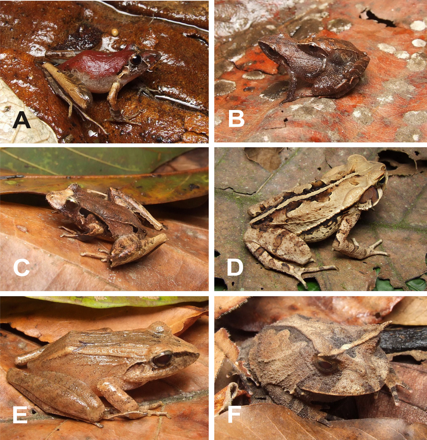 Anurans from the High Muriaé River, state of Minas Gerais, Brazil 3 Figure 2. Some species of anurans from the region of the High Muriaé River: A. Ischnocnema guentheri; B.