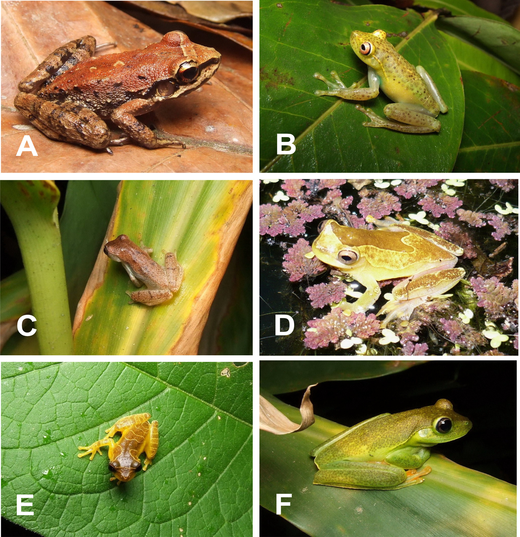 4 Diego José Santana et al. Figure 3. Some species of anurans from the region of the High Muriaé River: A. Thoropa miliaris; B. Aplastodiscus arildae; C. Dendropsophus branneri; D.