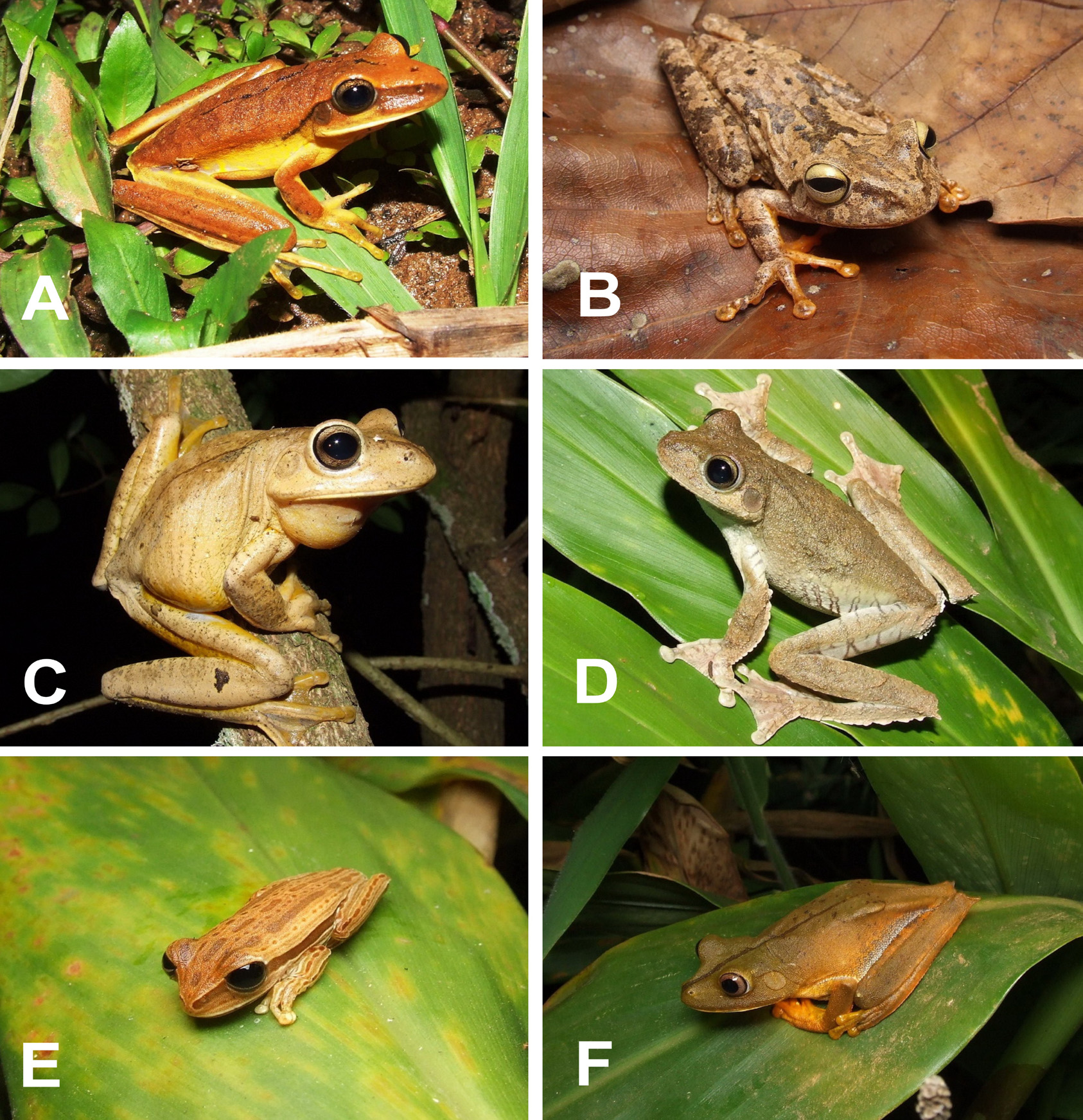 Anurans from the High Muriaé River, state of Minas Gerais, Brazil 5 Figure 4. Some species of anurans from the region of the High Muriaé River: A. Hypsiboas albopunctatus; B. Hypsiboas crepitans; C.