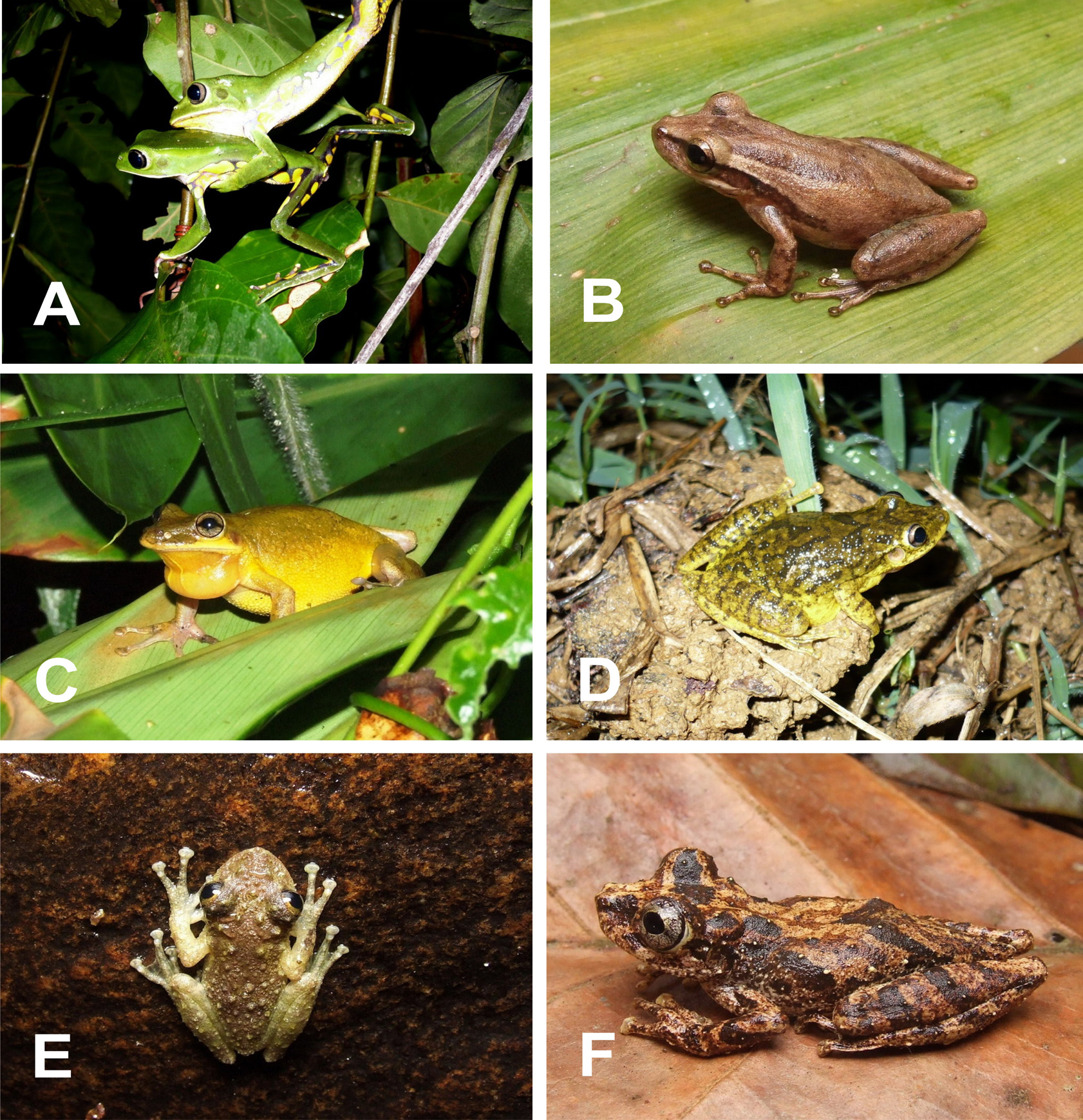 6 Diego José Santana et al. Figure 5. Some species of anurans from the region of the High Muriaé River: A. Phyllomedusa burmeisteri (males fighting); B. Scinax alter; C. Scinax eurydice; D.