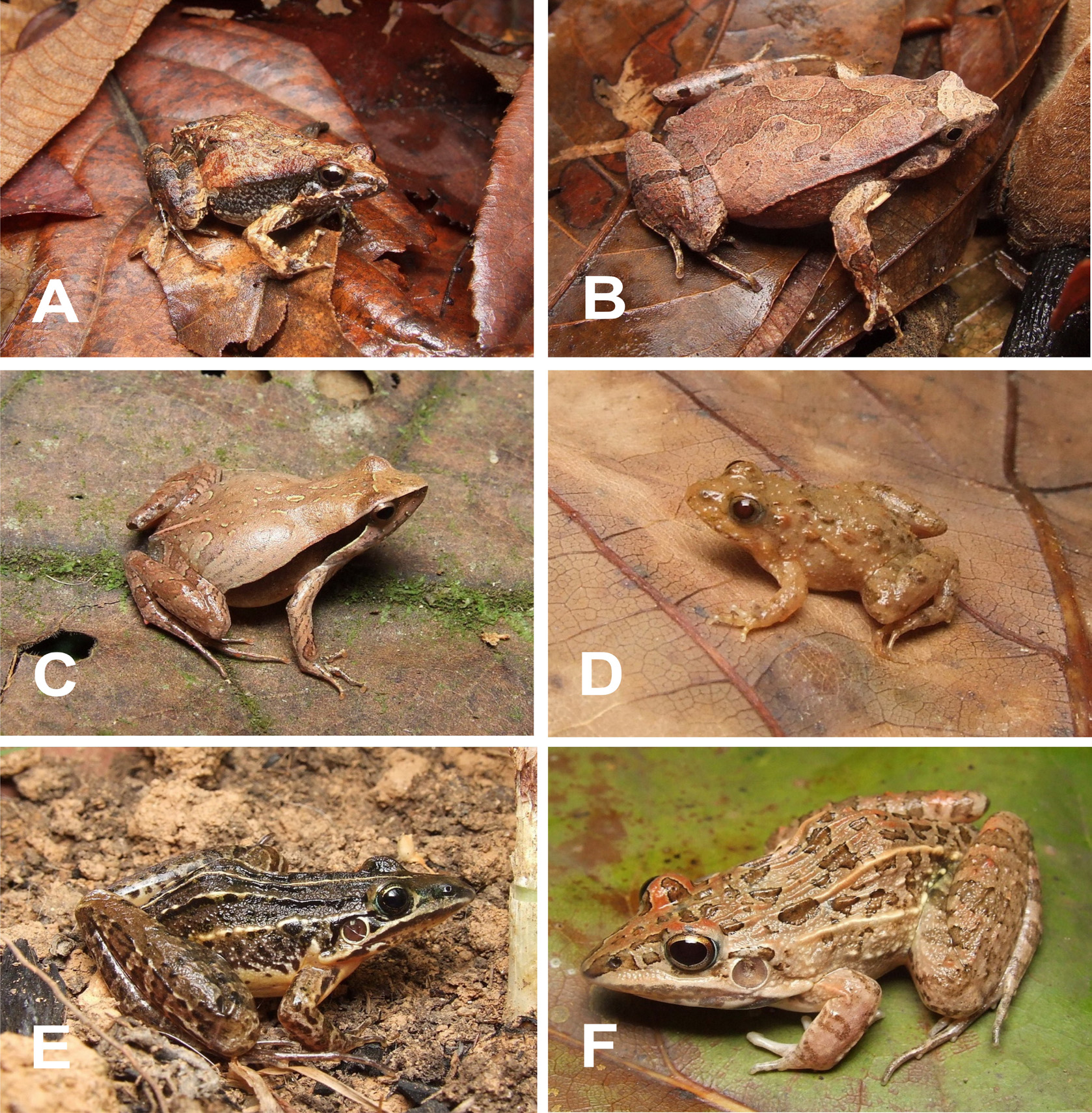 Anurans from the High Muriaé River, state of Minas Gerais, Brazil 7 Figure 6. Some species of anurans from the region of the High Muriaé River: A. Physalaemus cuvieri; B. Physalaemus signifier; C.