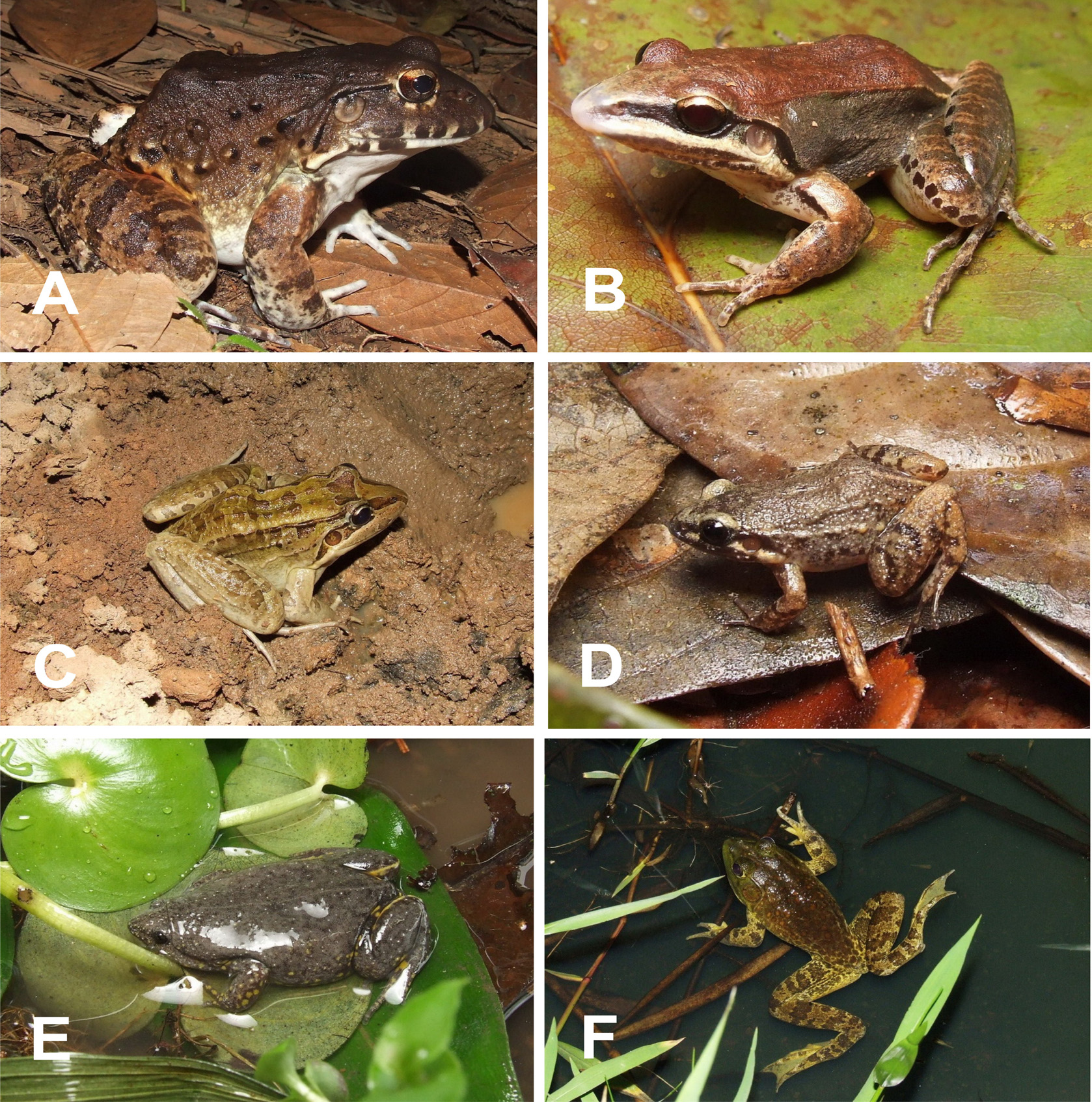 8 Diego José Santana et al. Figure 7. Some species of anurans from the region of the High Muriaé River: A. Leptodactylus labyrinthicus; B. Leptodactylus aff. mystaceus; C. Leptodactylus ocellatus; D.