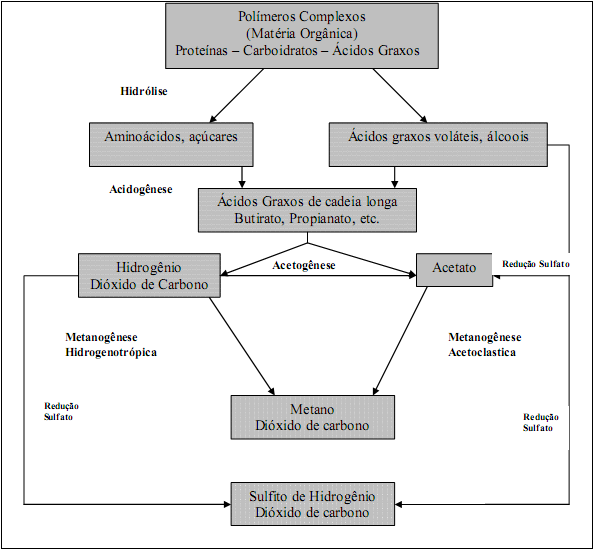 Figura 1 - Digestão anaeróbia da matéria orgânica (Fonte: Salomon, 2007 adaptado de Lettinga, 1985) Esse processo, além de ser eficiente no tratamento de águas residuárias, ainda propicia a formação