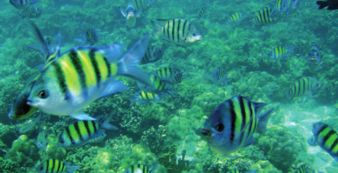 Reserva do Paiva Corais Corais Corais 24 São invertebrados marinhos, pertencentes à mesma classe que as anémonas.