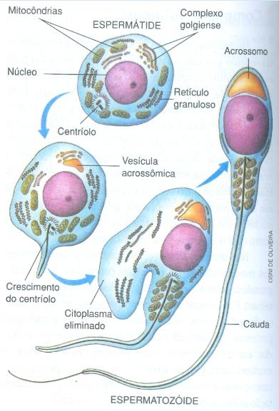 À medida que a espermátide transforma-se em espermatozóide, as cisternas do complexo golgiense acumulam enzimas digestivas, formando bolsas que se fundem originando a vesícula acrossômica.
