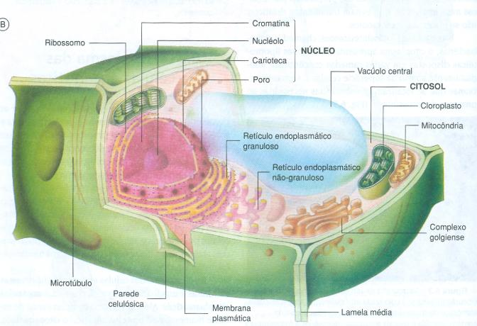 Células eucariotas Aparelho de Golgi nas células vegetais Função secretora glicoproteínas e alguns polissacarídeos que integram a parede celular e constituem o cimento que unem células vizinhas.