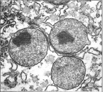 Células eucariontes Peroxissomos Surgem por autoduplicação de outros preexistentes.