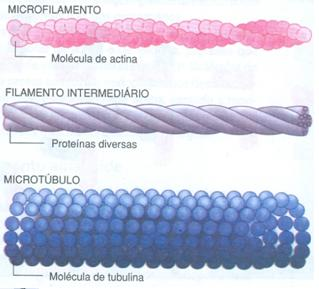 Células eucariontes Citoesqueleto Complexa estrutura intracelular constituída por tubos (microtúbulos) e filamentos