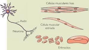 DIVERSIDADE CELULAR As células se diferenciam tanto quanto à forma,