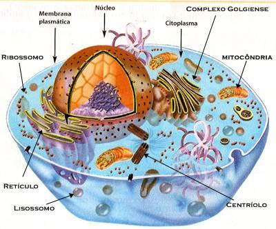 ORGANELAS