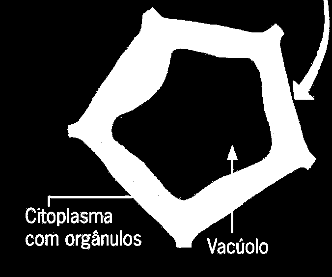 Organelas citoplasmáticas Vacúolo Função: Armazenar