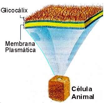 A célula eucarionte Glicocálix Reconhecimento Proteção